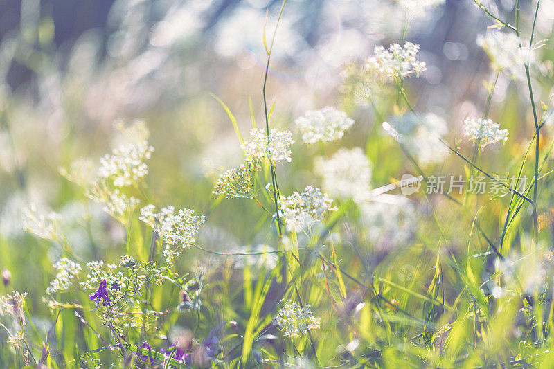 夏天的草地