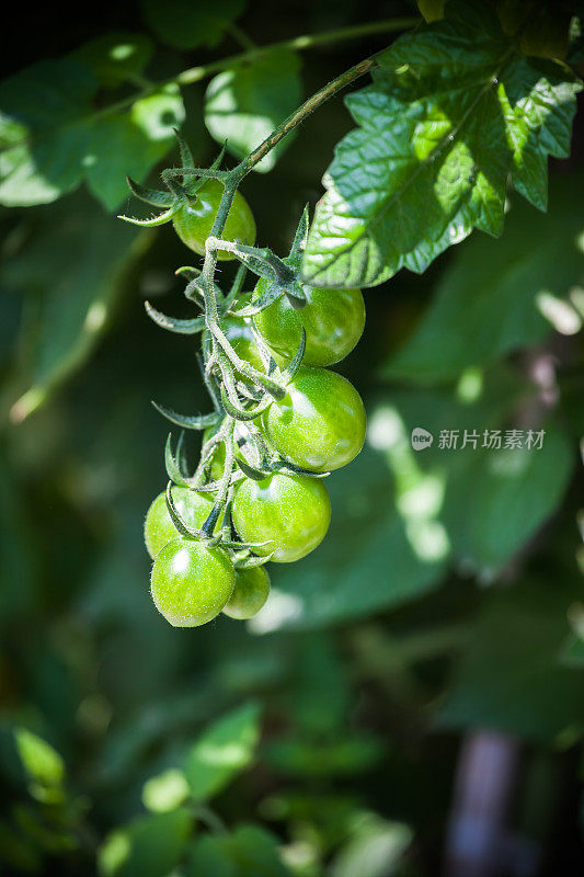 温室里的新鲜番茄