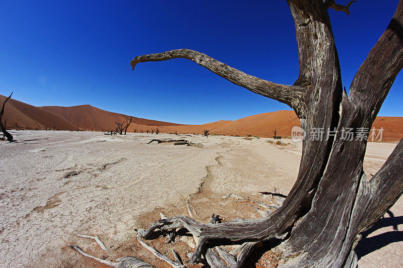 纳米比亚:Sossusvlei的Deadvlei沙丘和树木的鱼眼