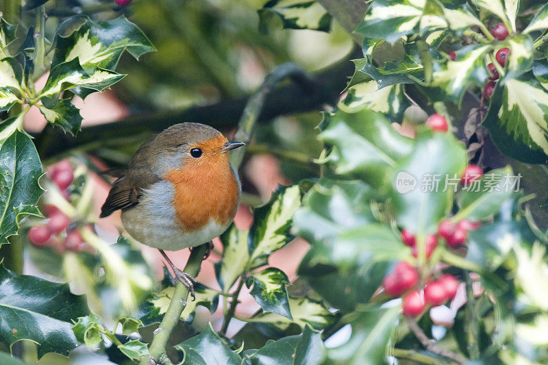 罗宾(红心rubecula)