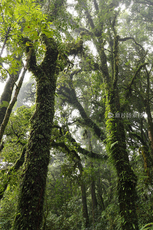 热带雨林