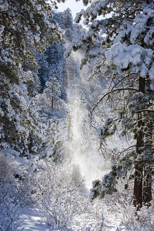 派克国家森林雪