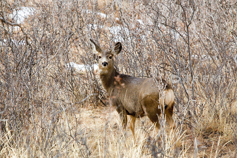 冬季在派克国家森林的骡鹿