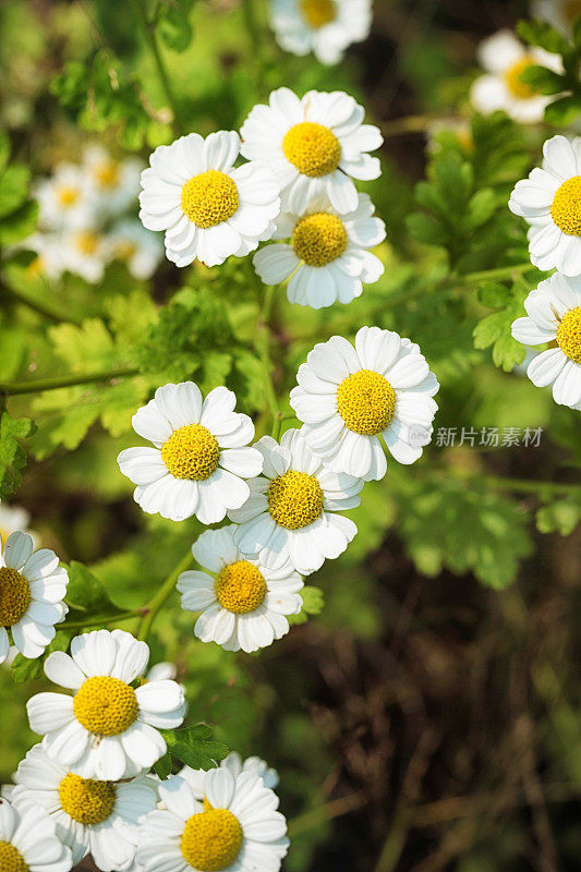 菊科植物花朵