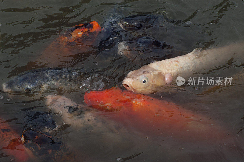 锦鲤池