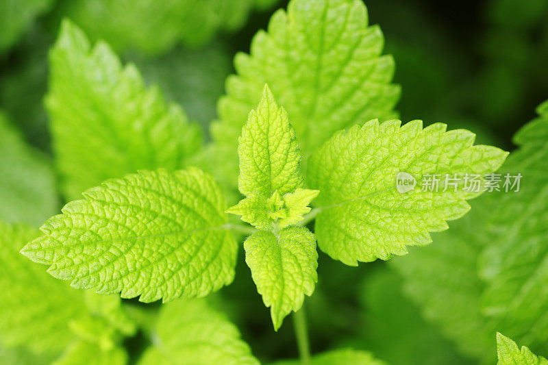 香蜂草植物生长