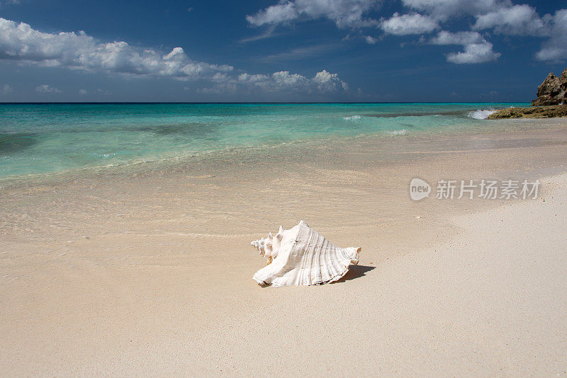 海滩上的贝壳