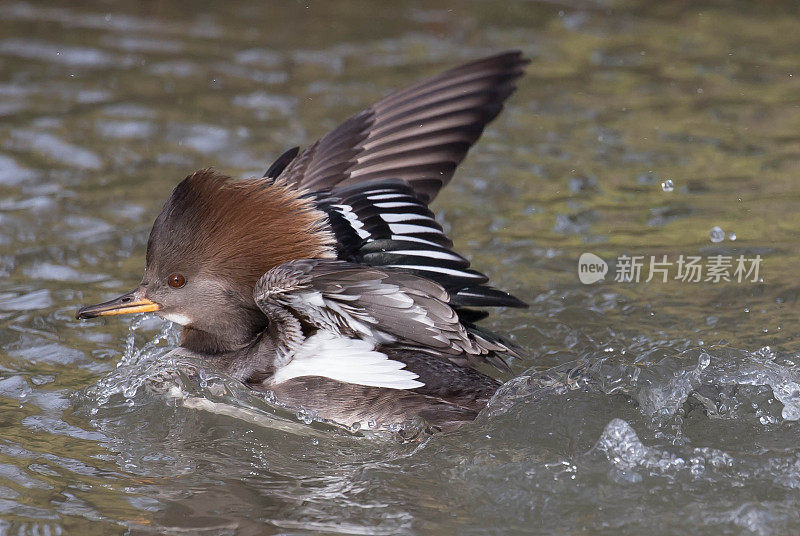 连帽秋沙鸭