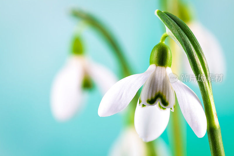 雪花莲