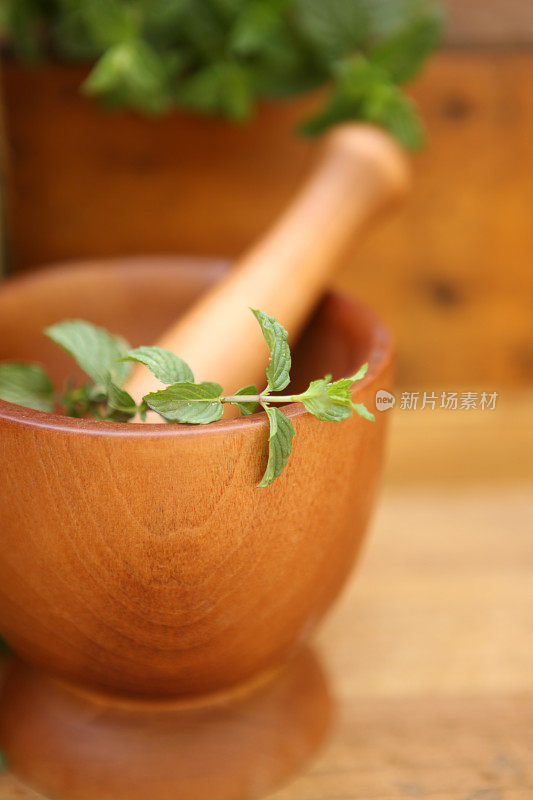 草本植物