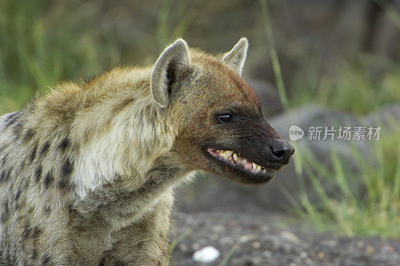 愤怒的斑点鬣狗