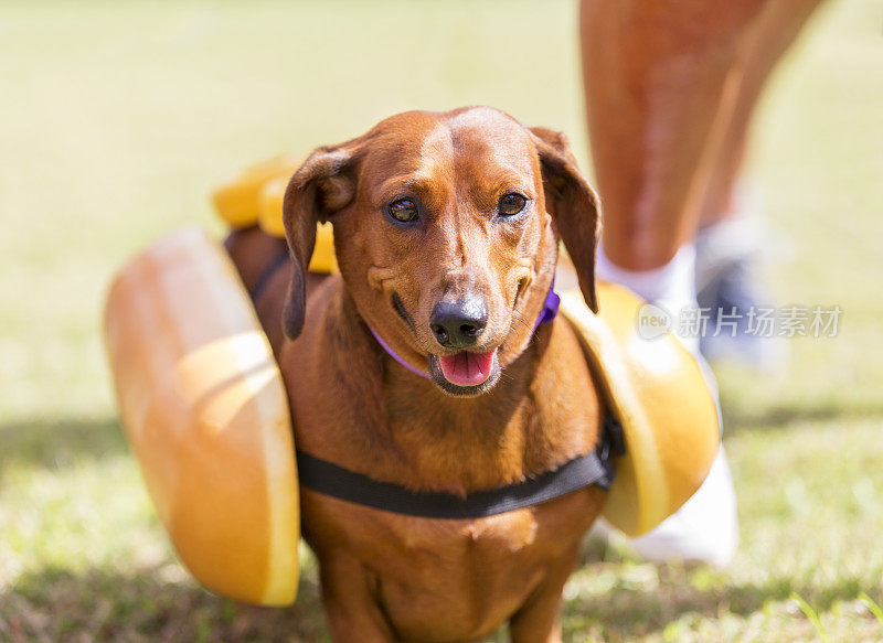 红色腊肠犬炫耀他的热狗服装