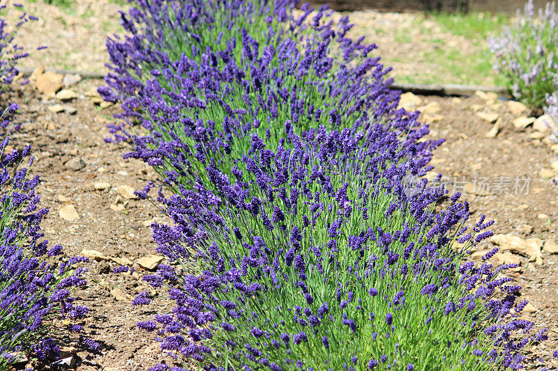 薰衣草树篱与紫色的花(Hidcote)的形象，生长在花园里