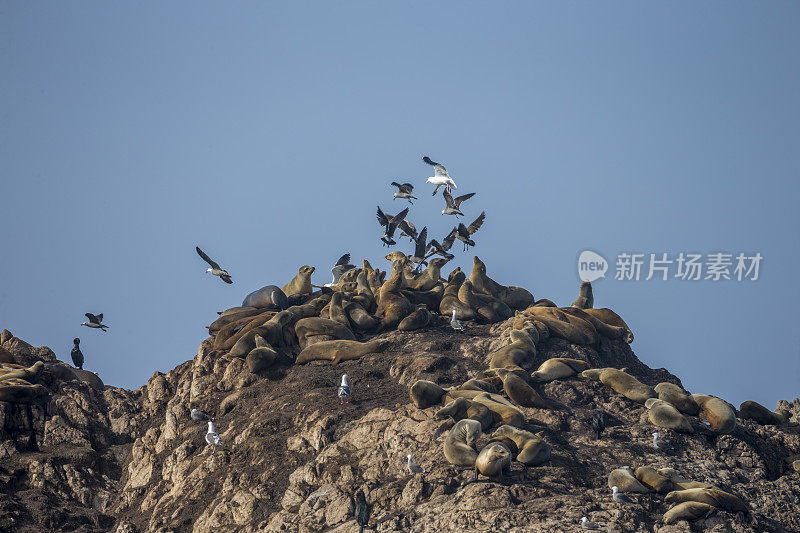 加州海狮和鸟类在岩石上