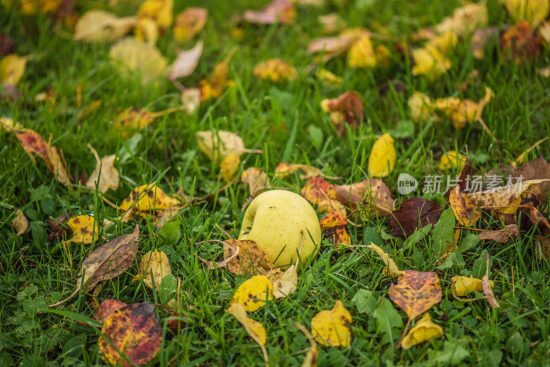 苹果在草地上