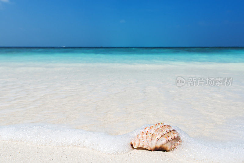 海螺壳在海浪中