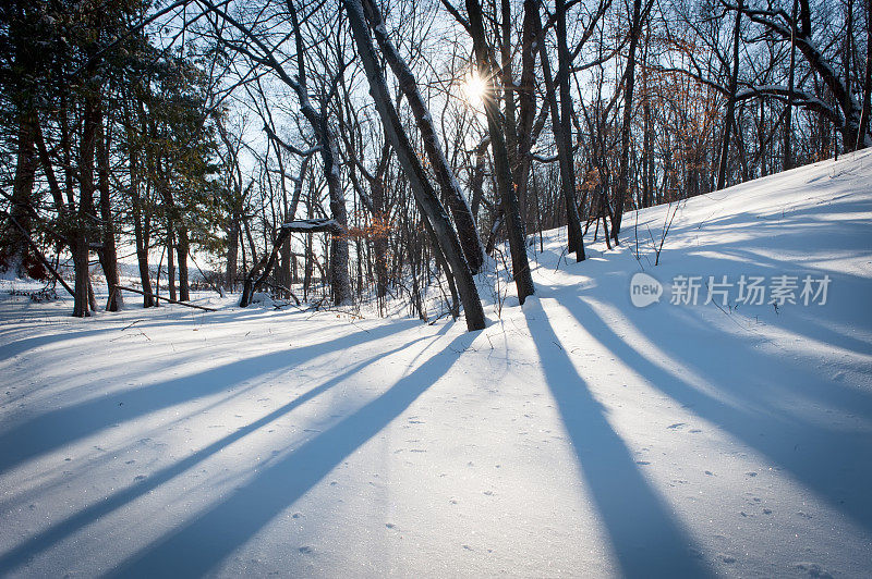 寒冷的冬日里有雪，有树，还有长长的影子