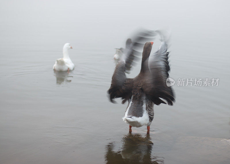 湖中展翅的鹅