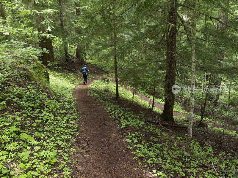 森林小径与女人徒步西部俄勒冈山