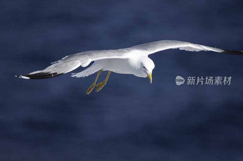 飞海鸥