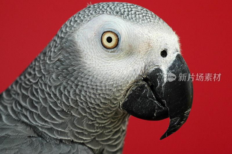 非洲灰鹦鹉，直发鹦鹉，红色背景