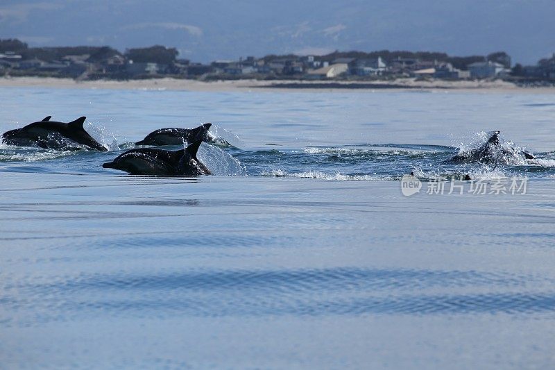 海豚