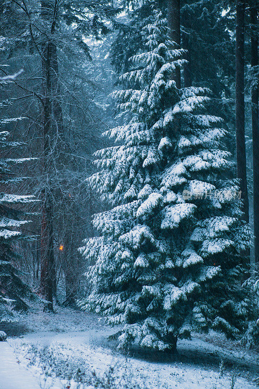 冬季景观景色雪覆盖的森林