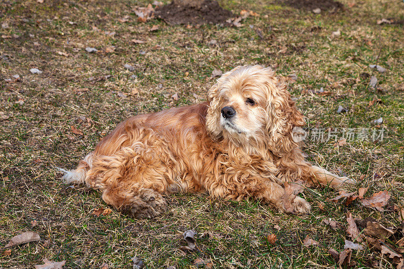 狗躺在公园的草地上