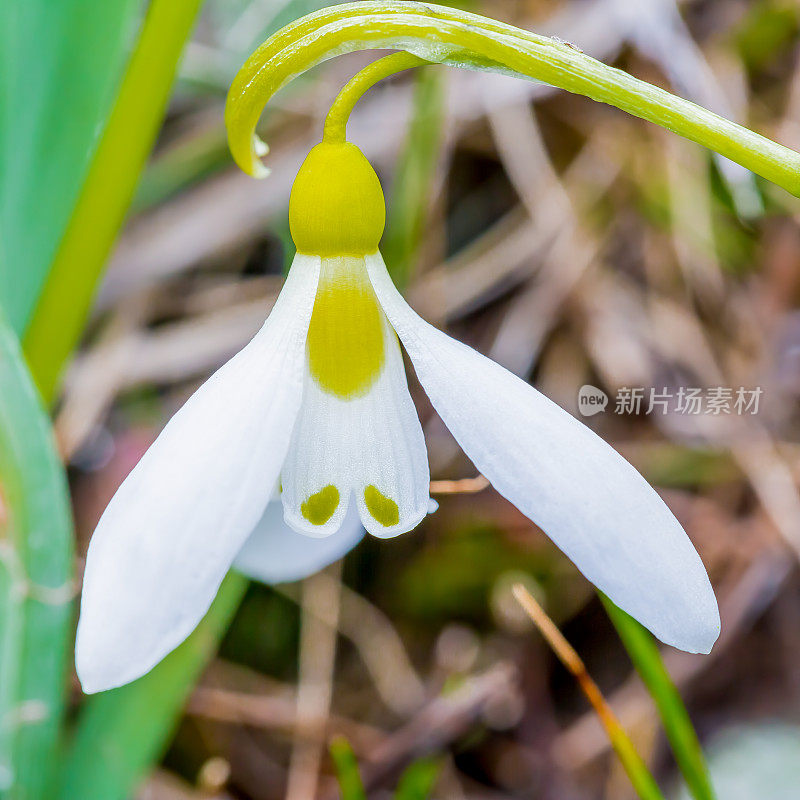 雪花莲，雪花莲或普通雪花莲