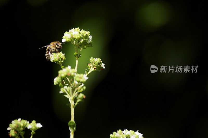 蜜蜂在牛至花上工作