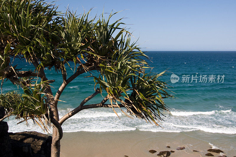 露兜和冲浪海滩