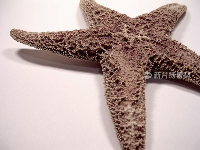 水粉Starfish