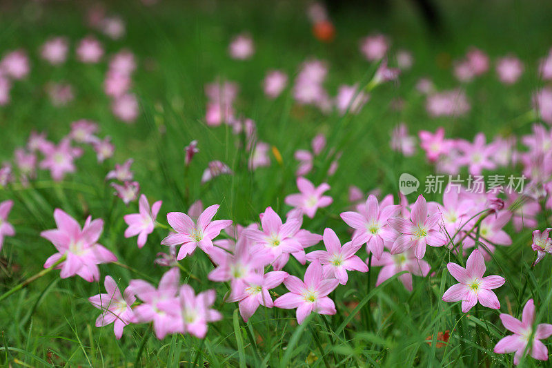 和风草粉雨百合花