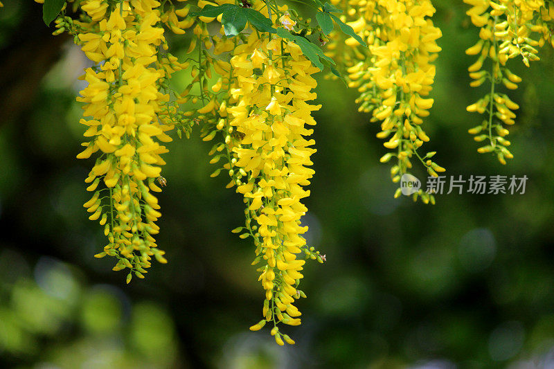 亮黄色的金链花在花园里(金链树)的形象