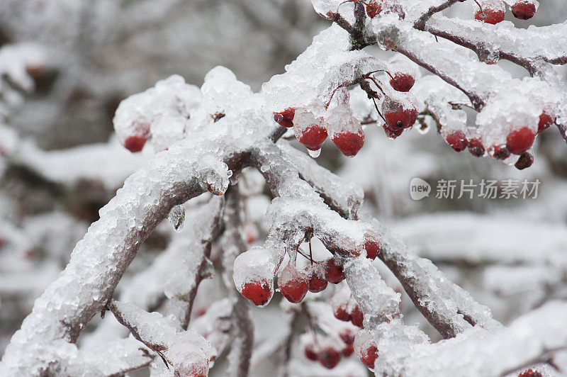 冰雪风暴