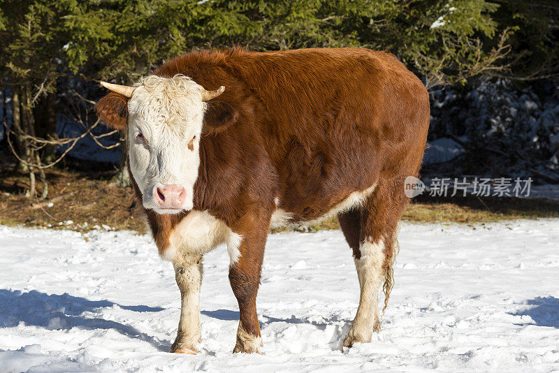 雪中斯洛文尼亚的严肃奶牛