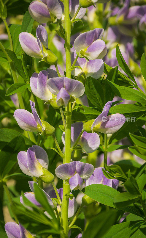 紫花植物野外特写