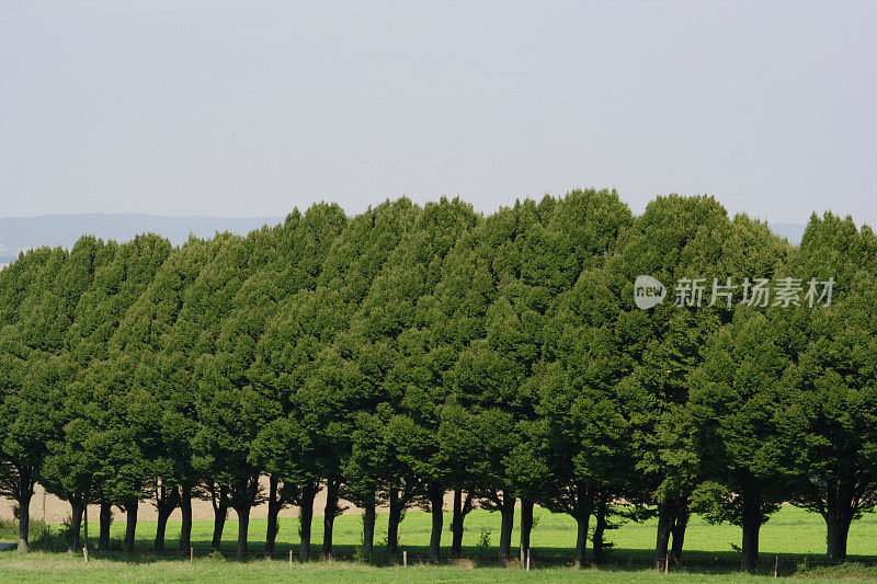 林荫大道