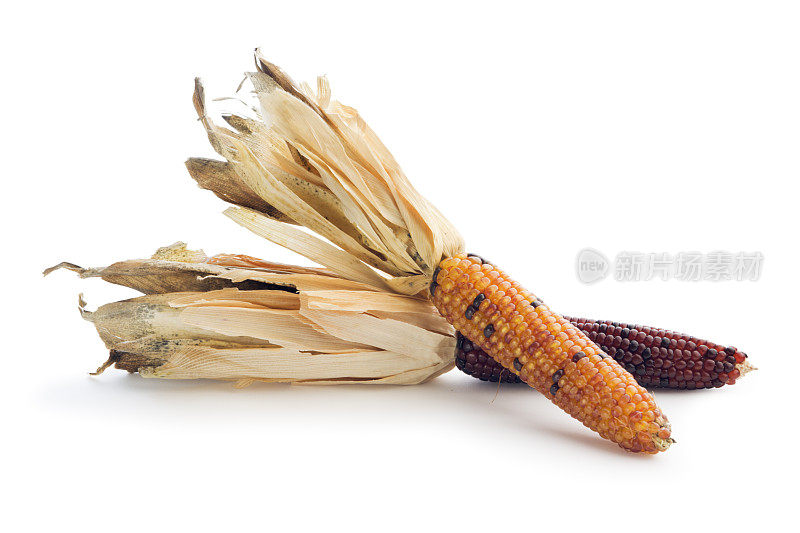 两个孤立的印第安玉米