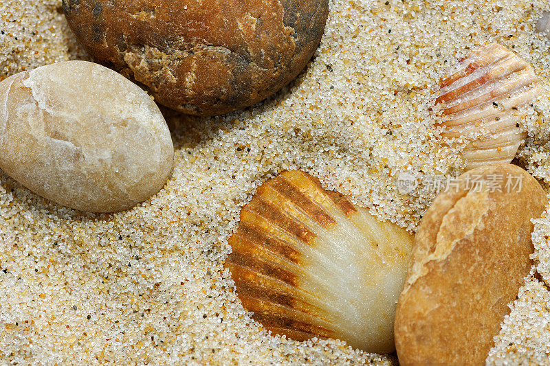 银海岸:米米赞普莱奇海滩上的贝壳