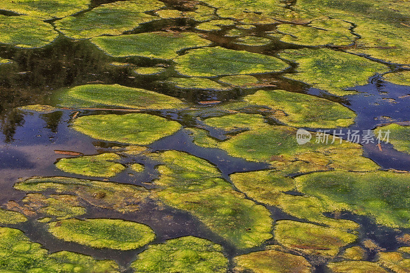 泡沫水