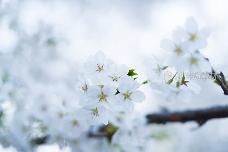 樱花