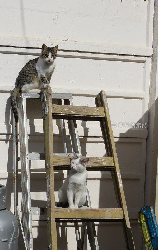 梯子上的猫