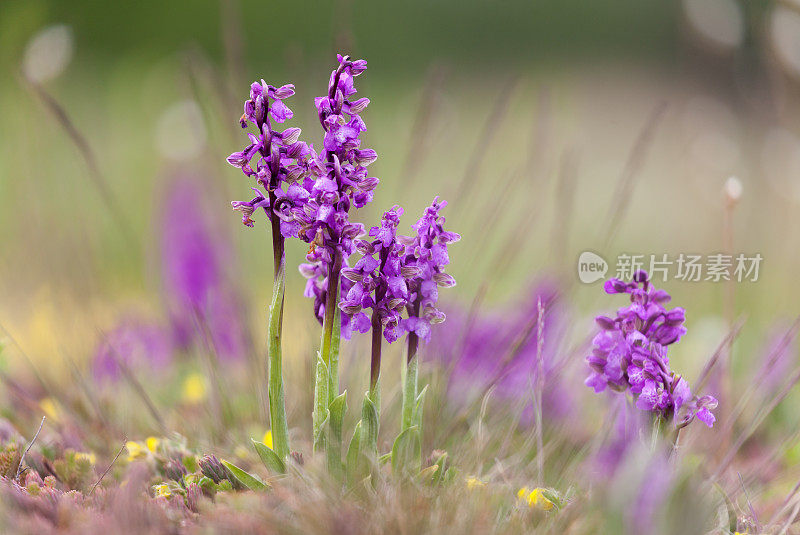 绿翼兰花或绿脉兰花(与兰花同义)