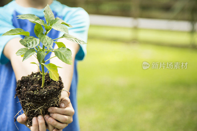 小男孩把幼苗种在户外的泥土里。