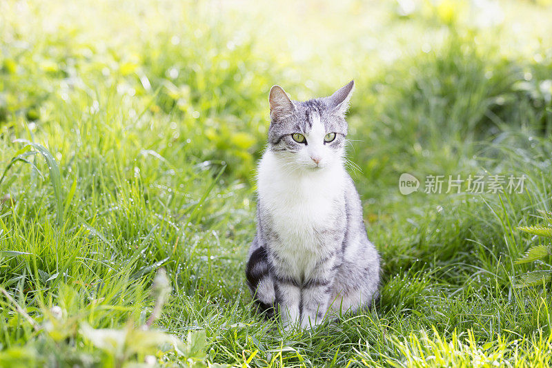 虎斑猫坐在草地上看着