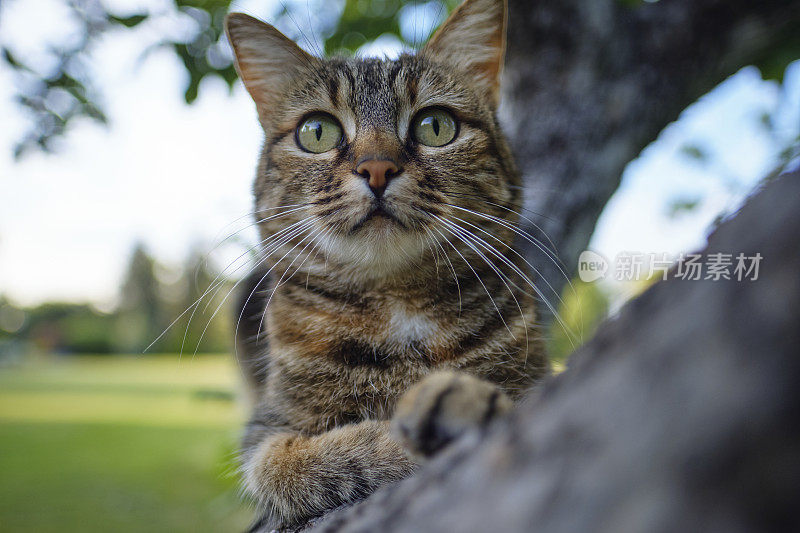 一只虎斑猫在树枝上