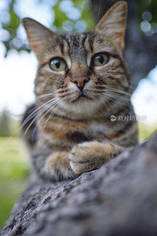 一只虎斑猫在树枝上