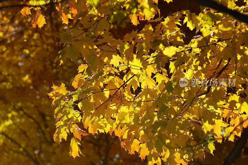 加拿大魁北克，金色秋叶的细枝末节