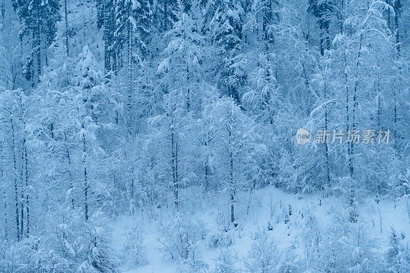 在欧洲阿尔卑斯山脉，冰雪覆盖的冬季景观和森林